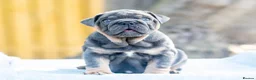 English Bulldog dogs for sale: Ready to leave ENGLISH BULLDOG PUPPIES  in Castleford - Advert 11