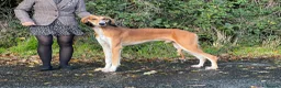 Saluki dogs for stud: Kc saluki male for stud  - Advert 6
