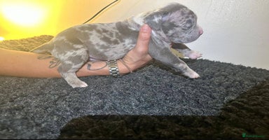 Mixed Breed dogs - Advert 13