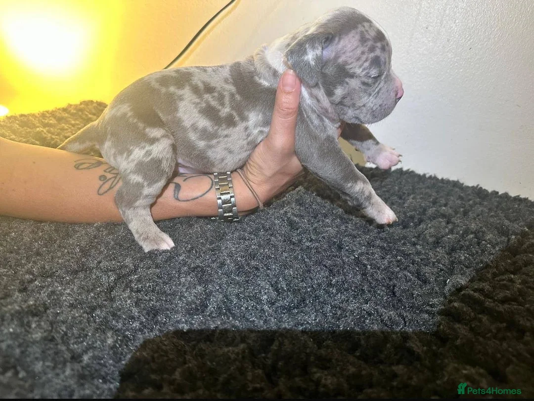 Mixed Breed dogs for sale: Olde Tyme Bulldog x American Staffordshire Pups - Advert 19