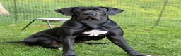 Great Dane dogs for sale: Chunky Great Dane puppies  - Advert 2