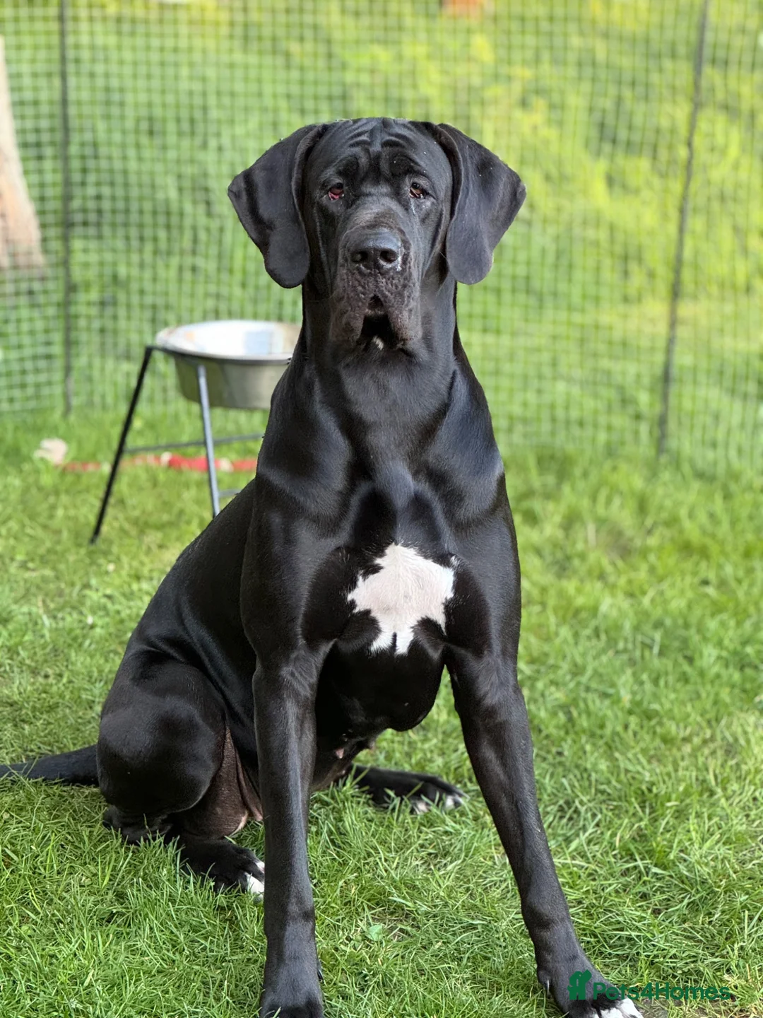 Great Dane dogs for sale: Chunky Great Dane puppies  - Advert 2