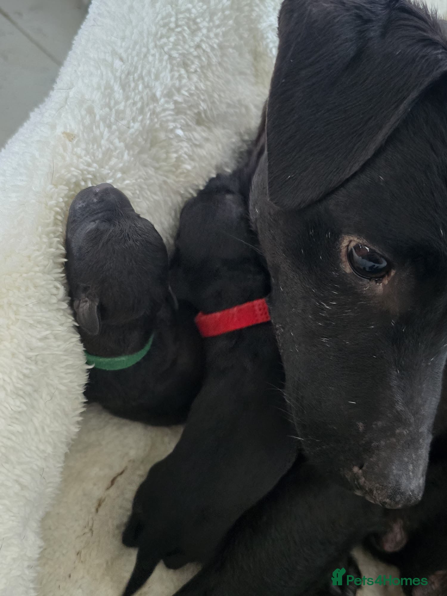 Patterdale Terrier dogs Patterdale pups - Advert 2