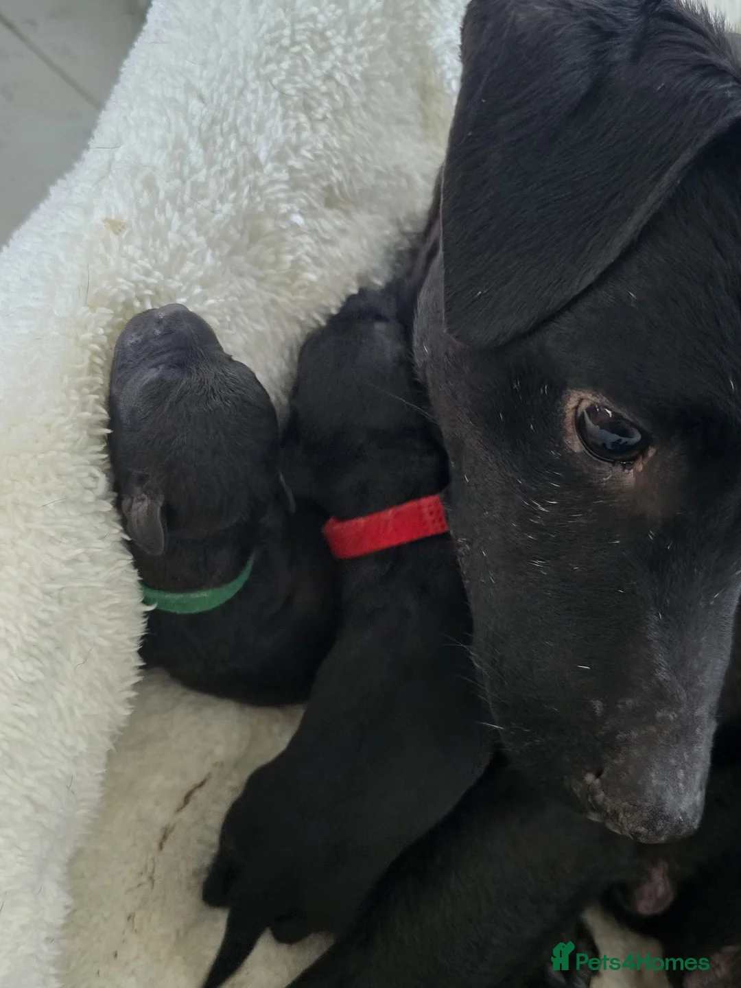 Patterdale Terrier dogs for sale: Patterdale pups - Advert 2