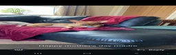 Portuguese Podengo dogs for sale: 16 month old podencho - Advert 2