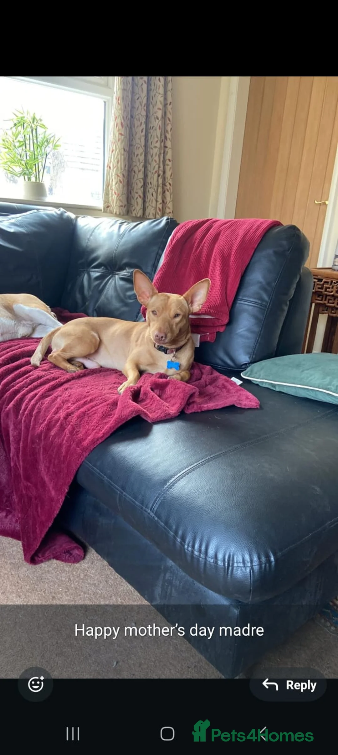 Portuguese Podengo dogs for sale: 16 month old podencho - Advert 2