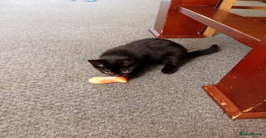 Mixed Breed cats - Advert 2