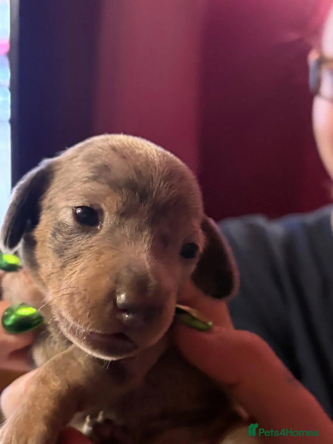 Miniature Dachshund dogs for sale: Kc registered miniature dachshund in Hull - Advert 1