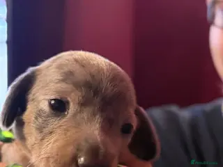 Miniature Dachshund dogs Last 2 gorgeous miniature dachshund girls - Advert 8