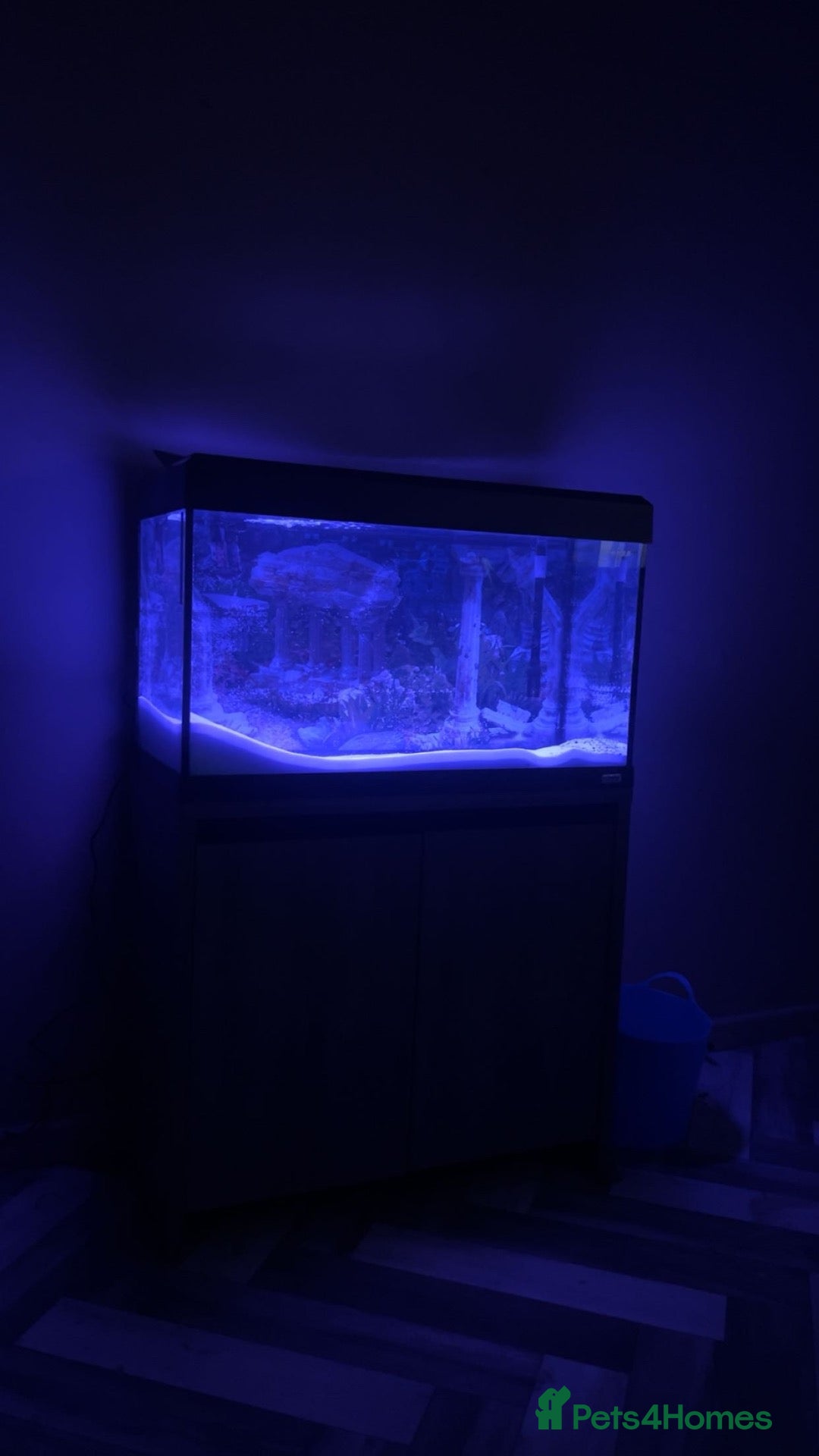 Axolotl reptiles Two alibino Axalotls full set up - Advert 2