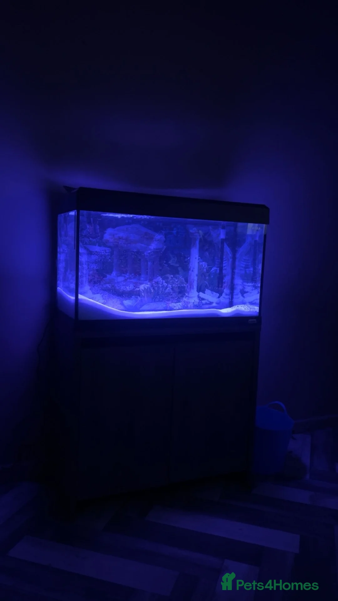 Axolotl reptiles for sale: Two alibino Axalotls full set up in Gravesend - Advert 1