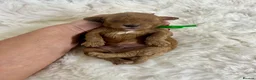 Cavapoo dogs for sale: Top quality, health tested F1b Cavapoo babies - Advert 6