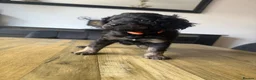 Cockapoo dogs for sale: 2 left boys!!! health tested cockapoo - Advert 3
