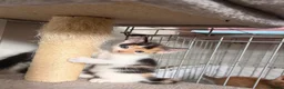 Mixed Breed cats for sale: Kittens looking4forever homes❤️ - Advert 2