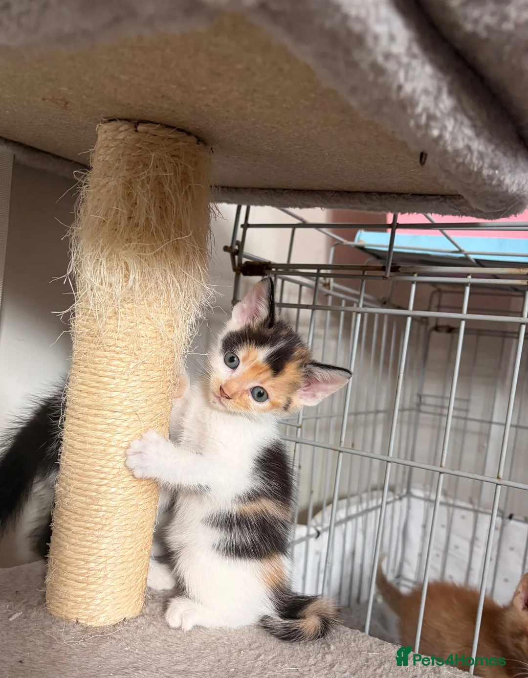 Mixed Breed cats for sale: Kittens looking4forever homes❤️ - Advert 2