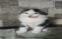 British Longhair cats for sale: Long haired kittens for sale - Image 10