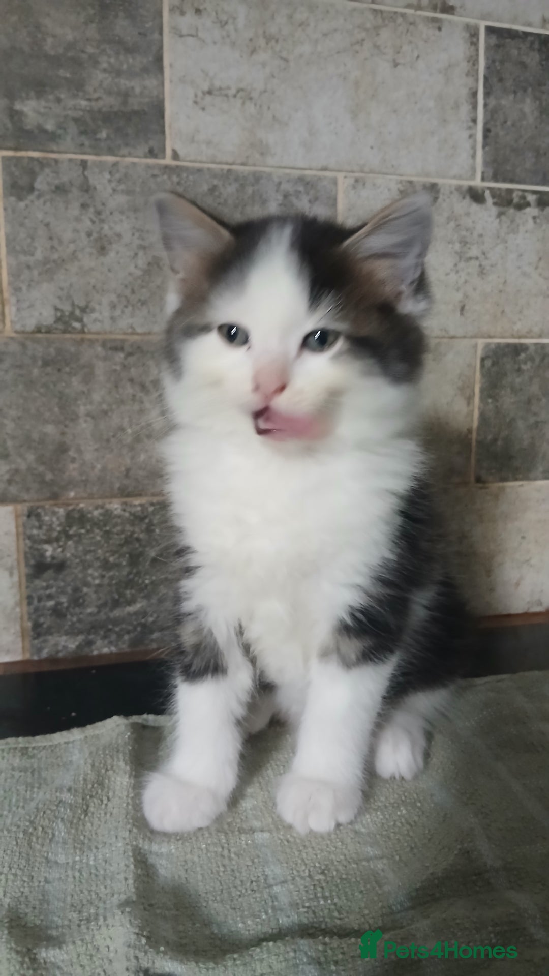 British Longhair cats for sale: Long haired kittens for sale - Image 10