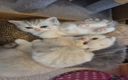 Scottish Fold cats for sale: Scottish Fold /straight  - Image 14