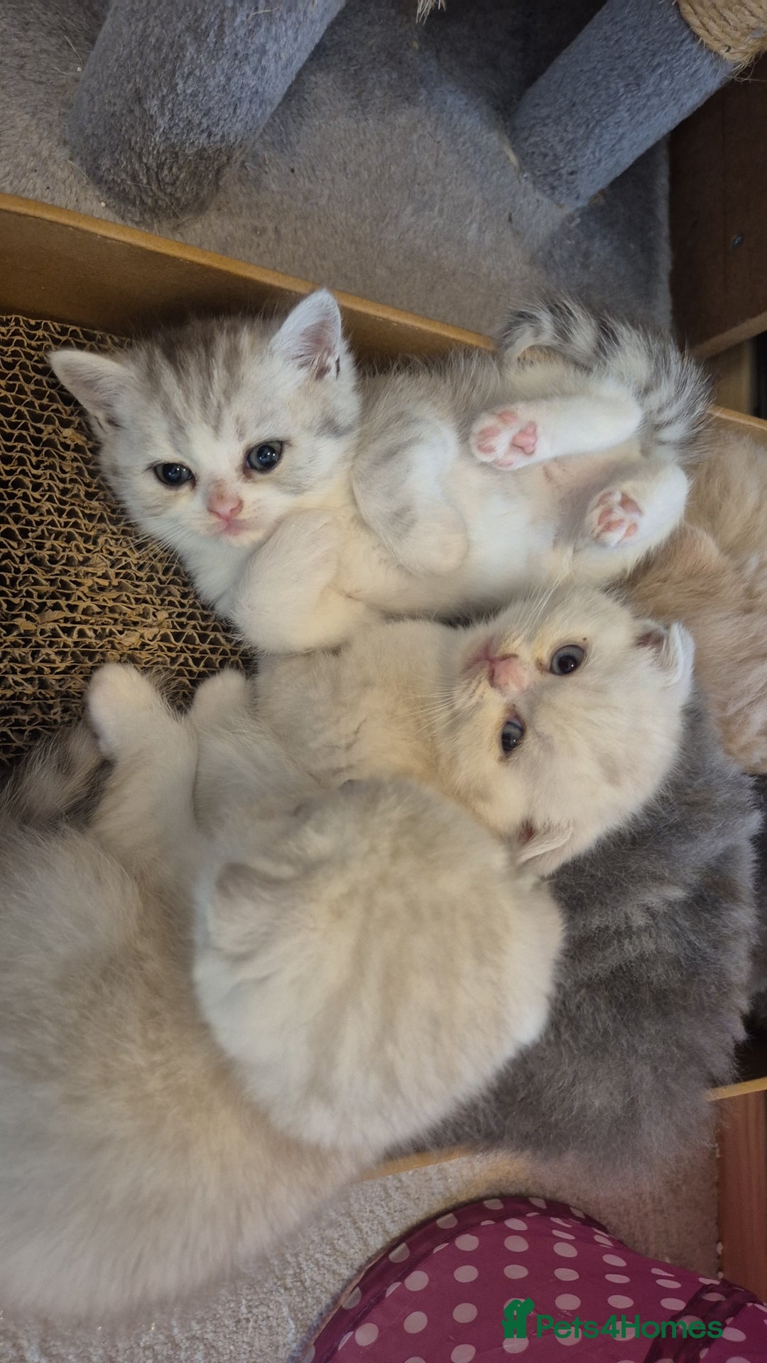 Scottish Fold cats for sale: Scottish Fold /straight  - Image 14
