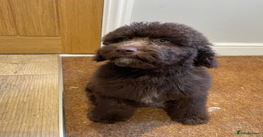 Labradoodle dogs in Chard - Advert 11