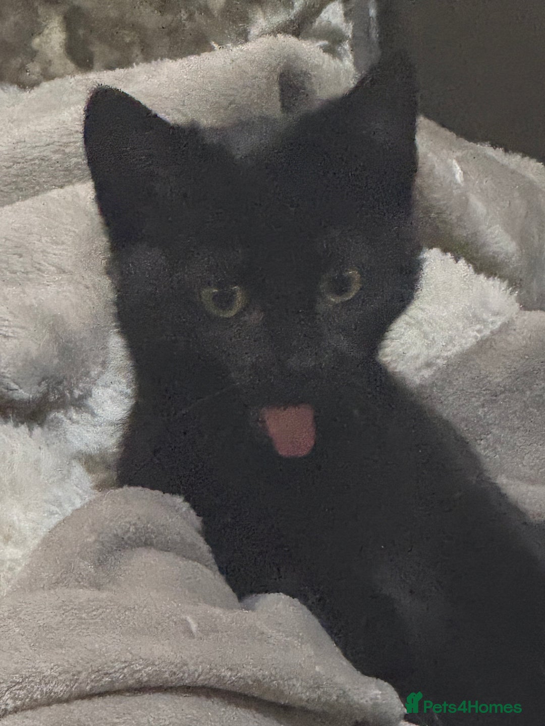 Mixed Breed cats for sale: 3 kittens available - Advert 5