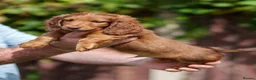 Miniature Dachshund dogs for sale: 🐾 MINIATURE LONG HAIRED DACHSHUND PUPPIES 🐾 - Advert 14