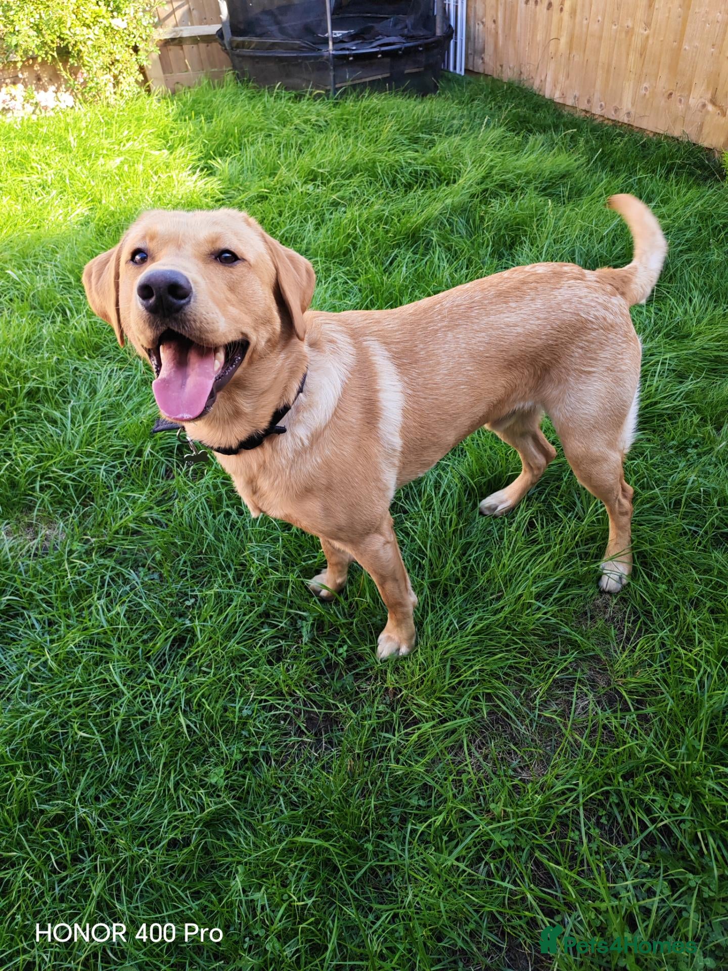 Labrador Retriever dogs Handsome Stud Boy Max🩵🩵 - Advert 1