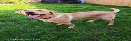 Labrador Retriever dogs for stud: Handsome Stud Boy Max🩵🩵 in Ashbourne - Advert 1