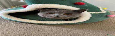 British Shorthair Kitten 4