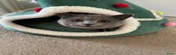 British Shorthair cats for sale: British short hair fluffy kittens,London based - Advert 27