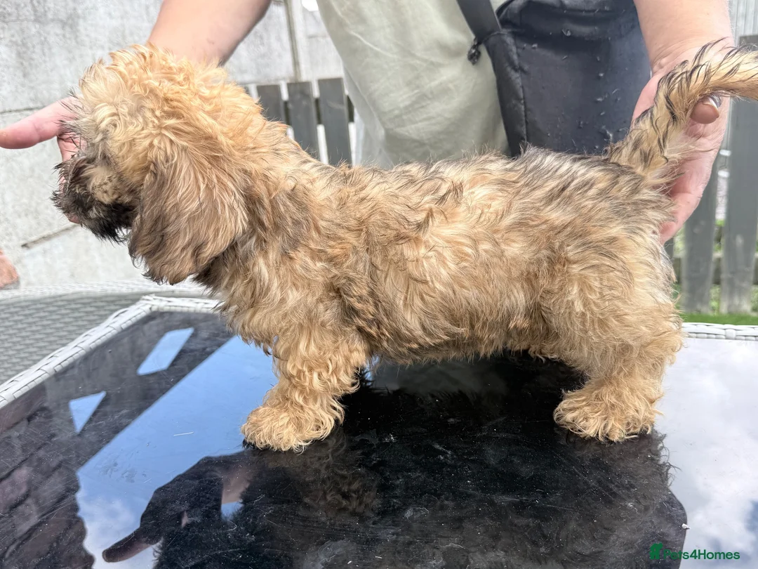 Dandie Dinmont Terrier dogs for sale: Dandie Dinmont male in Newton-le-Willows - Advert 5