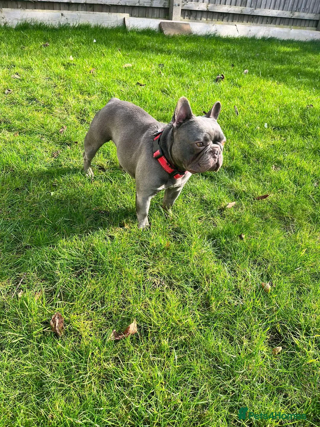 French Bulldog dogs for sale: 5⭐️French bulldog puppies - Advert 21