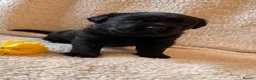 Mixed Breed dogs for sale: Lab X rottie pups  in Bristol - Advert 5