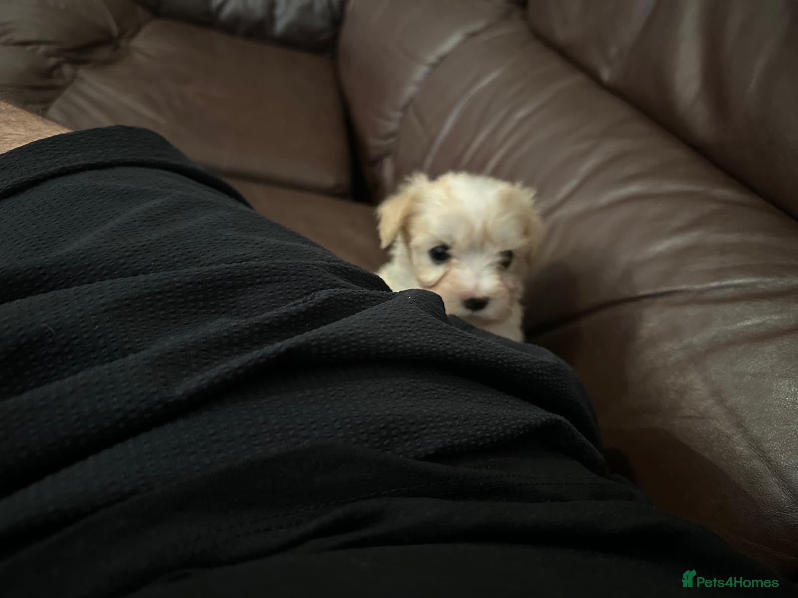 Bichon Frise dogs Cute bichons looking for their forever home  - Advert 2