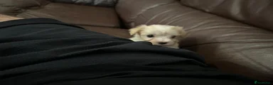 Bichon Frise 3