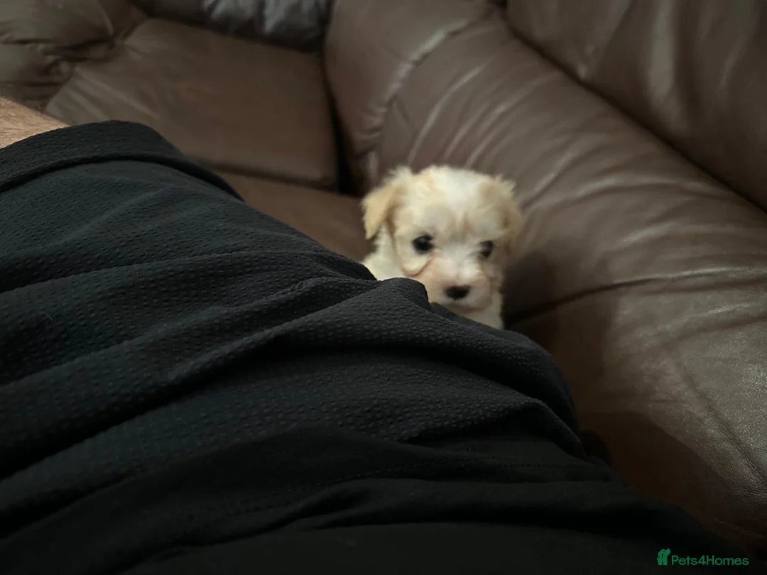 Bichon Frise dogs for sale: Cute bichons looking for their forever home  - Advert 2