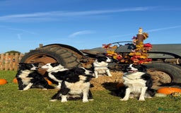 Border Collie dogs for stud: ISDS/KC Registered Border Collie for Stud in York - Image 7