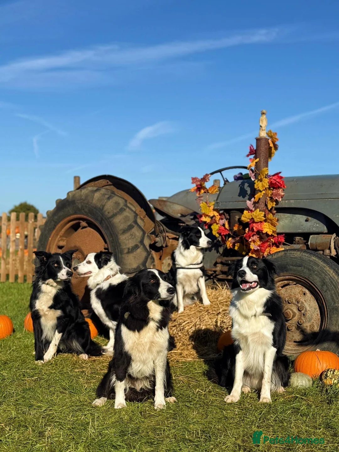 Border Collie dogs for stud: ISDS/KC Registered Border Collie for Stud in York - Advert 7