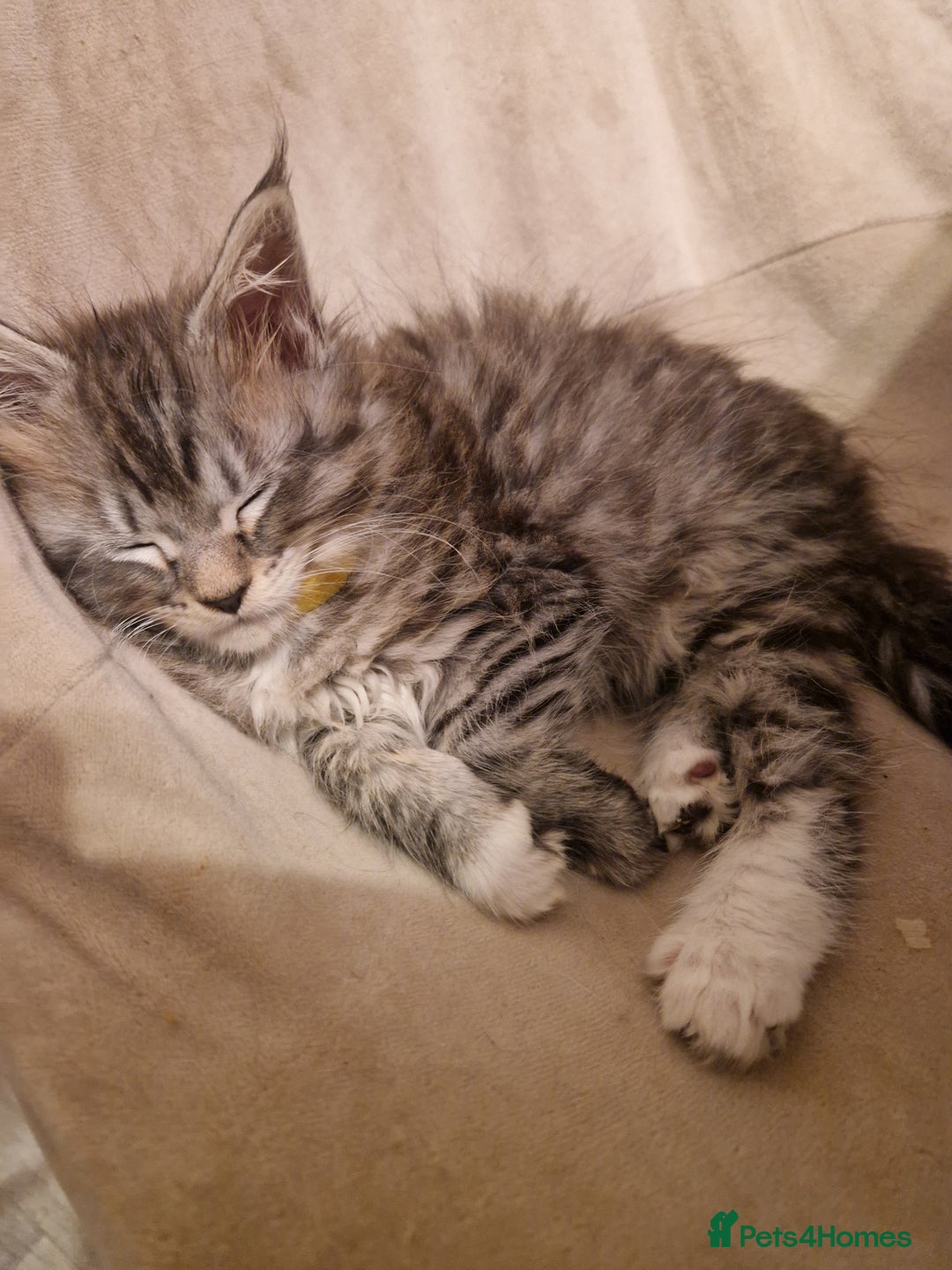 Maine Coon cats for sale: Sweet Maine Coon kittens - Advert 4