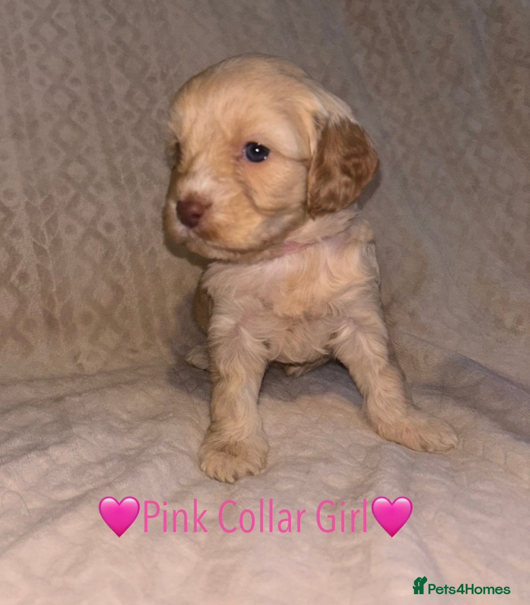 Cavapoo dogs for sale: 🐶 F1 CAVAPOO PUPPIES HEALTH TESTED PARENTS 🐶 - Advert 16
