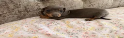 Miniature Dachshund dogs for sale:  Adorable Dachshund Puppies 🐶  - Advert 5