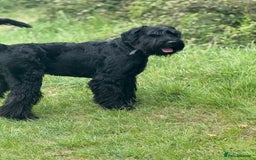 Giant Schnauzer dogs for stud: Giant Schnauzer for stud - Image 10