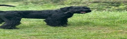 Giant Schnauzer dogs for stud: Giant Schnauzer for stud - Advert 10