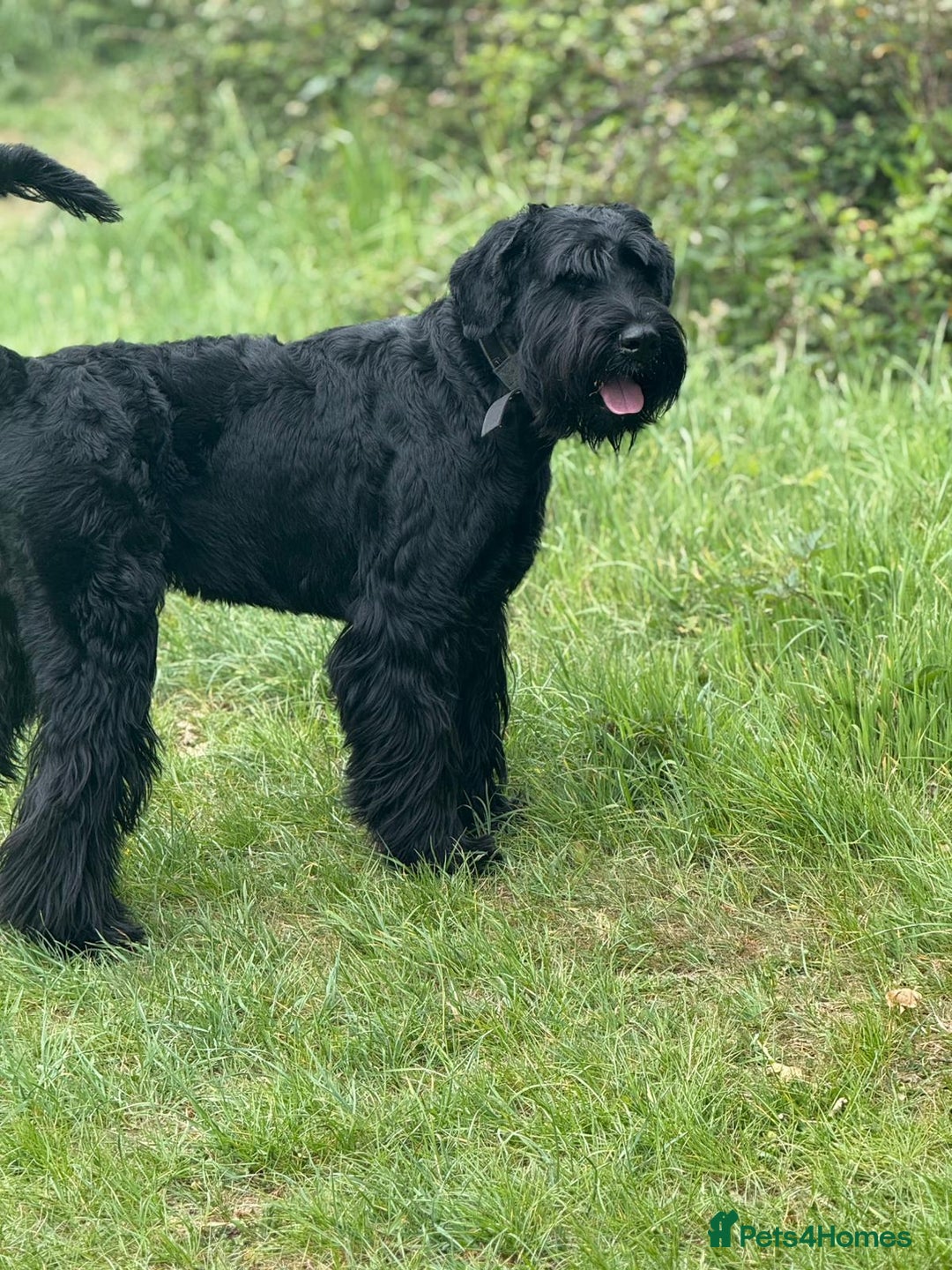 Giant Schnauzer dogs for stud: Giant Schnauzer for stud - Image 10