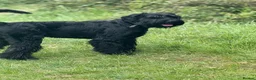 Giant Schnauzer dogs for stud: Giant Schnauzer for stud - Advert 10