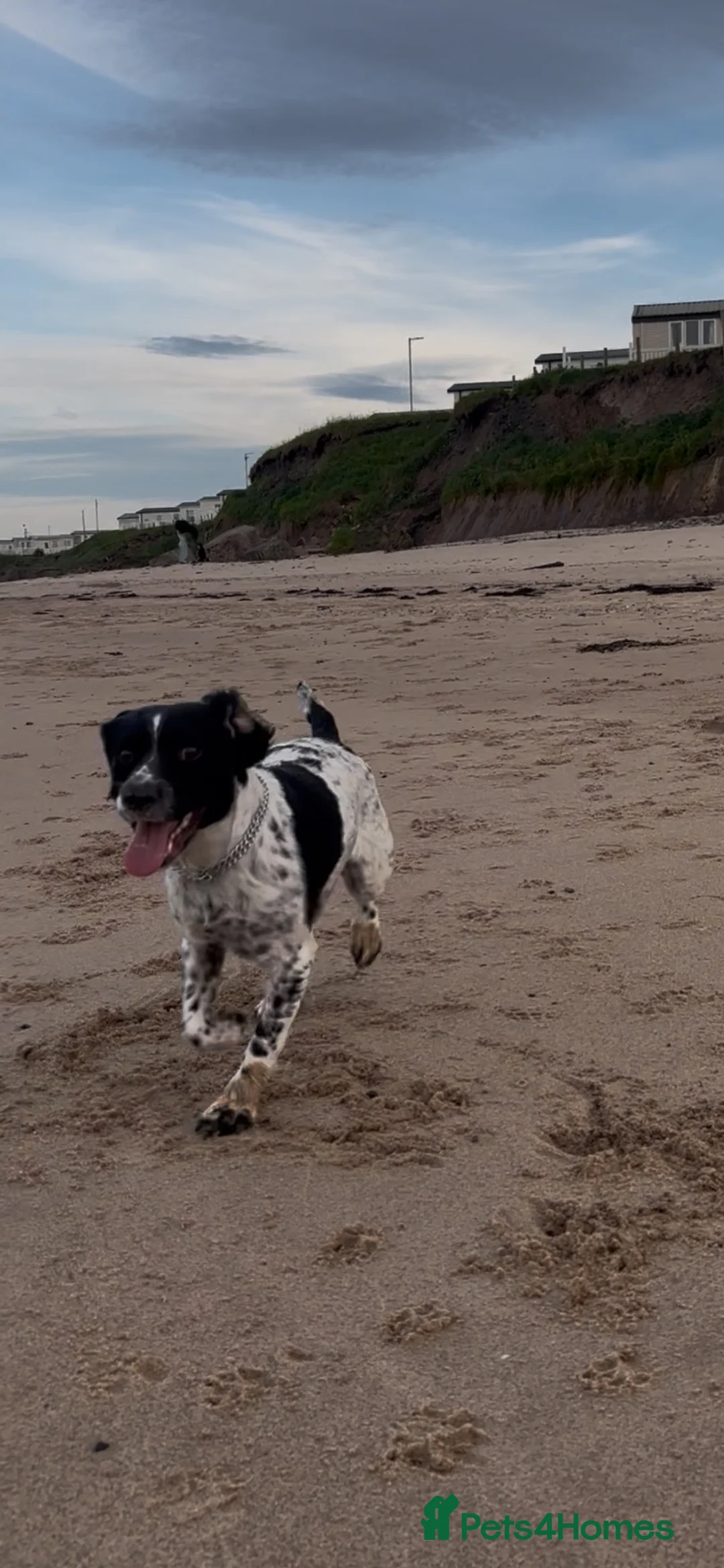 English Springer Spaniel dogs for sale: Beautiful litter 9 English Springer Spaniel pups - Advert 1