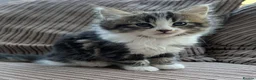 Mixed Breed cats for sale: Beautiful BSHxPersian kittens - Advert 3