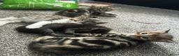 Mixed Breed cats for sale: 3 girls 1 boy kittens for sale  - Advert 10