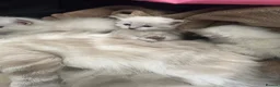 Ragdoll cats for sale: Ragdoll kittens  in Edinburgh - Advert 7
