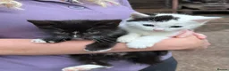 Mixed Breed cats for sale: Adorable playful farm kittens - Advert 7
